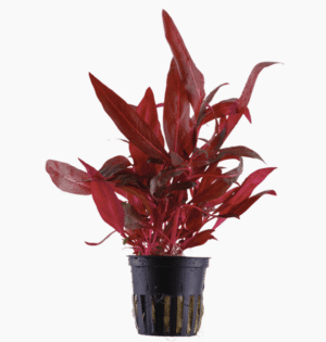 Alternanthera Reineckii 'Rosanervig'