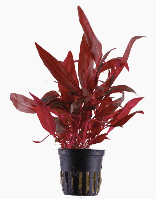 Alternanthera Reineckii 'Rosanervig'