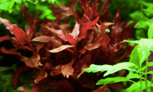 Alternanthera Reineckii 'Rosanervig'