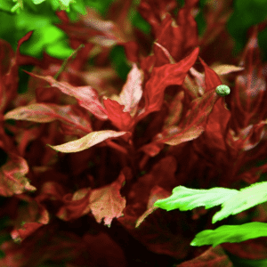 Alternanthera Reineckii 'Rosanervig'