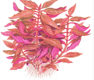 Alternanthera Reineckii 'Rosanervig'