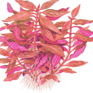 Alternanthera Reineckii 'Rosanervig'