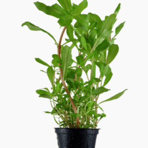 Ammannia Crassicaulis