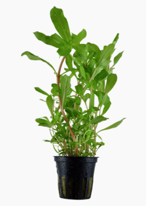 Ammannia Crassicaulis