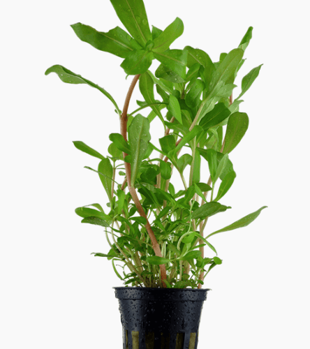 Ammannia Crassicaulis