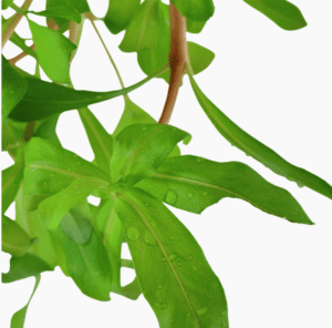 Ammannia Crassicaulis