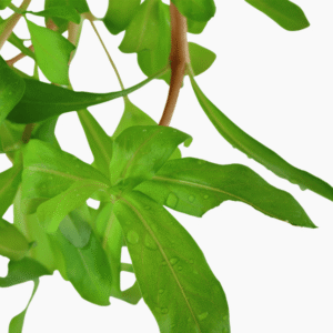 Ammannia Crassicaulis