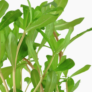 Ammannia Crassicaulis