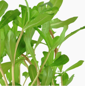 Ammannia Crassicaulis