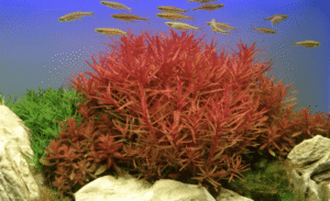 Ammannia Crassicaulis