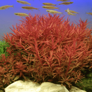 Ammannia Crassicaulis