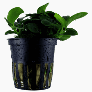 Anubias Barteri 'Petite'