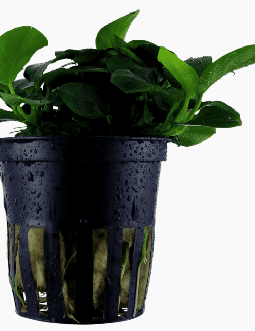 Anubias Barteri 'Petite'