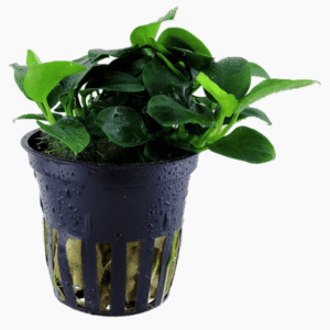 Anubias Barteri 'Petite'