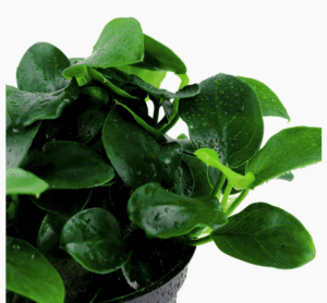 Anubias Barteri 'Petite'