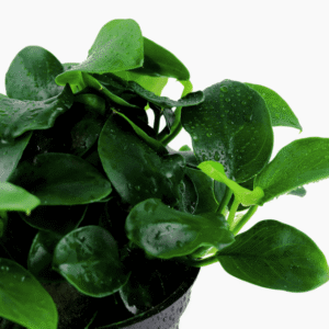 Anubias Barteri 'Petite'