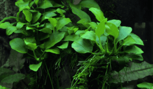 Anubias Barteri 'Petite'