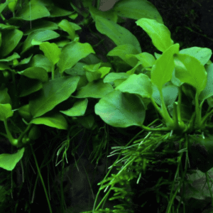 Anubias Barteri 'Petite'