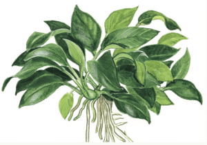 Anubias Barteri 'Petite'