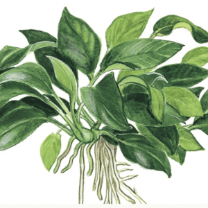 Anubias Barteri 'Petite'