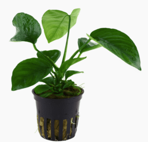 Anubias Barteri var. Caladiifolia