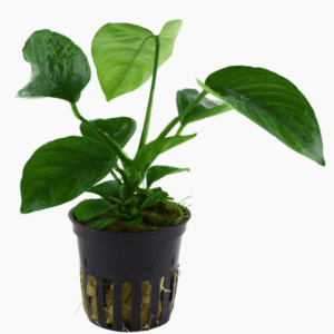 Anubias Barteri var. Caladiifolia