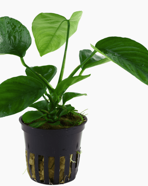 Anubias Barteri var. Caladiifolia