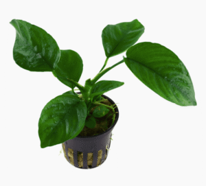 Anubias Barteri var. Caladiifolia