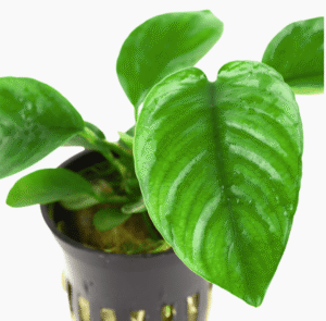 Anubias Barteri var. Caladiifolia