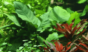 Anubias Barteri var. Caladiifolia