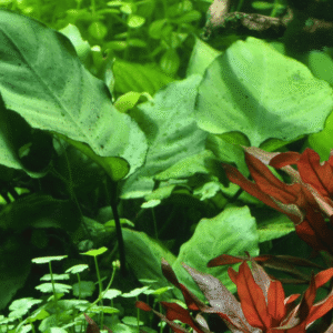 Anubias Barteri var. Caladiifolia
