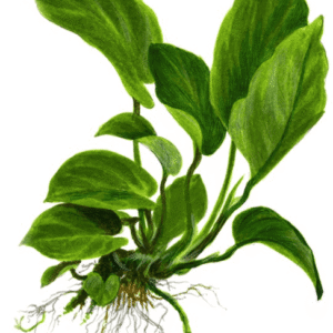 Anubias Barteri var. Caladiifolia