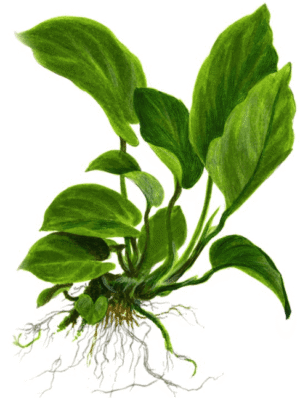 Anubias Barteri var. Caladiifolia