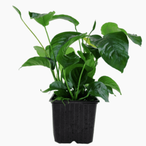 Anubias Barteri var. Caladiifolia