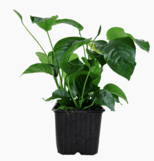 Anubias Barteri var. Caladiifolia