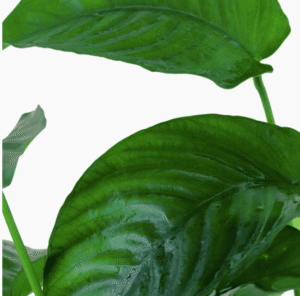 Anubias Barteri var. Caladiifolia