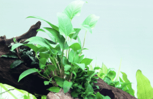 Anubias Gracilis
