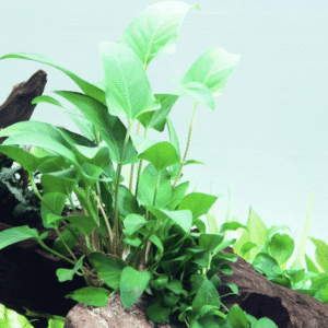 Anubias Gracilis