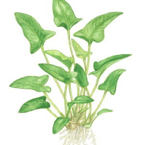 Anubias Gracilis