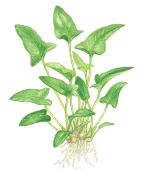 Anubias Gracilis