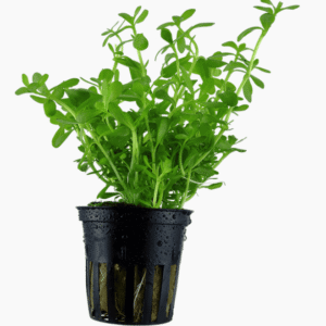 Bacopa Monnieri 'Compact'