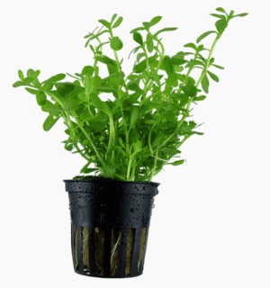 Bacopa Monnieri 'Compact'