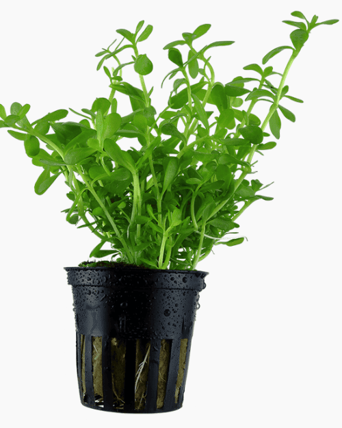 Bacopa Monnieri 'Compact'