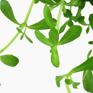 Bacopa Monnieri 'Compact'