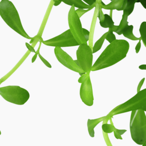 Bacopa Monnieri 'Compact'