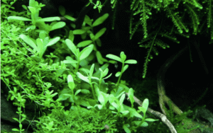 Bacopa Monnieri 'Compact'