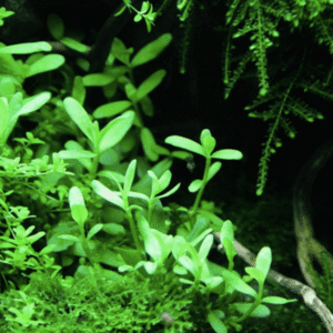 Bacopa Monnieri 'Compact'