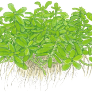 Bacopa Monnieri 'Compact'