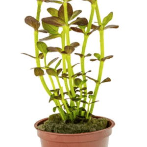 Captura de Pantalla 2025-04-11 a la(s) 22.56.58 Bacopa Salzmanni 'Purple'