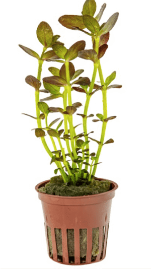 Captura de Pantalla 2025-04-11 a la(s) 22.56.58 Bacopa Salzmanni 'Purple'